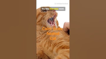 How to Rescue A heated Agressive CAT. 5 Steps to Calm #adoptstrays