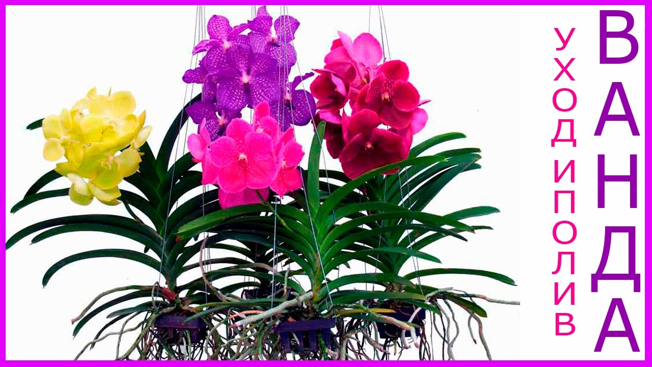 Ванда (Vanda) Орхидея уход и полив - YouTube