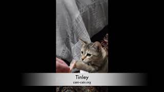 Tinley by CARE - Cat Adoption & Rescue Efforts, Inc 37 views 3 years ago 13 seconds