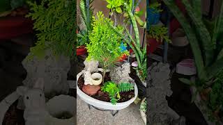 “Nature’s beauty blooms right in my garden.” #trending #viral##shorts@DreamGarden_01 .