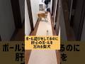 斬新なボール遊びをする柴犬#柴犬