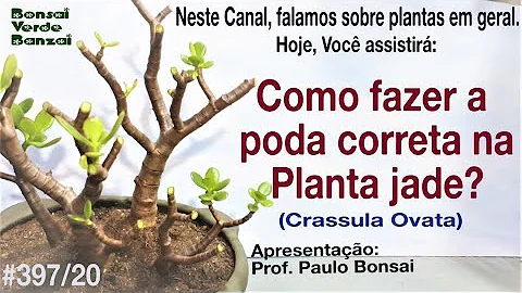 Como fazer a planta Jade florir?