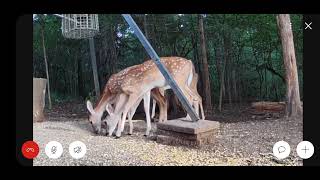 Fawns at the deer feeder Spring 2025