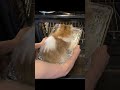 Cat Turned Into Bread?! 🍞 #cat #pets #Shorts