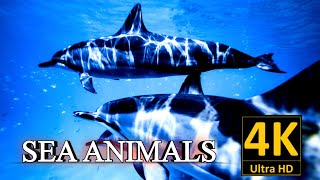 Sea Animals Video, Sea Animals Collection In 4k #seaanimals #seacreatures @atharvallinone by Atharv All in one 202 views 1 year ago 5 minutes, 58 seconds