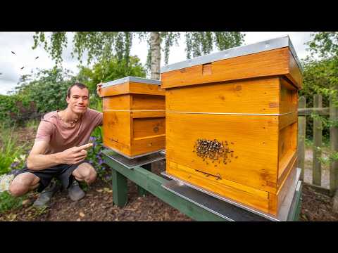 How to Keep Bees in Your Garden