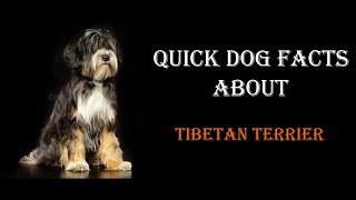 Quick Dog Facts About The Tibetan Terrier!