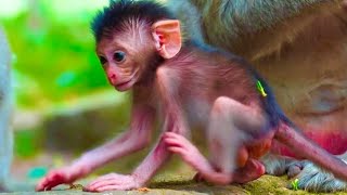 Lovely mom monkey so cute lovely baby monkey #babymonkeybobby 