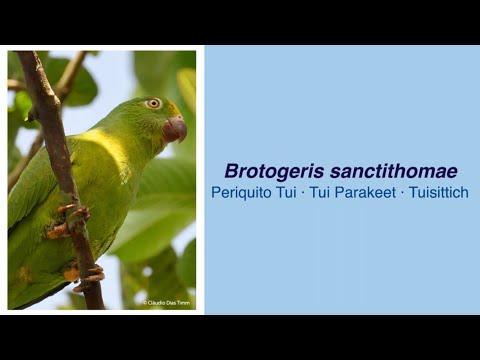 Video Encyclopedia of Parrot Species - #268 Brotogeris sanctithomae