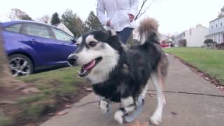 Derby the dog Running on 3D Printed Prosthetics