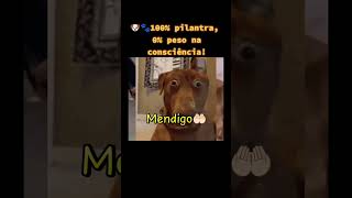 Nem Hollywood estava preparada para essa atuação! #cachorrosengracados #shorts #funny #dogs #memes