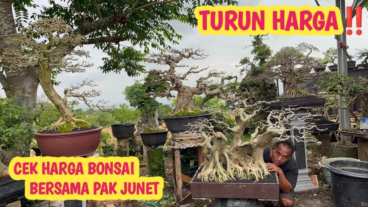 OBRAL‼️HARGA TURUN,BONSAI JOS JISSS📞 0812-5248-0381 @JeckpaeyBonsai91 