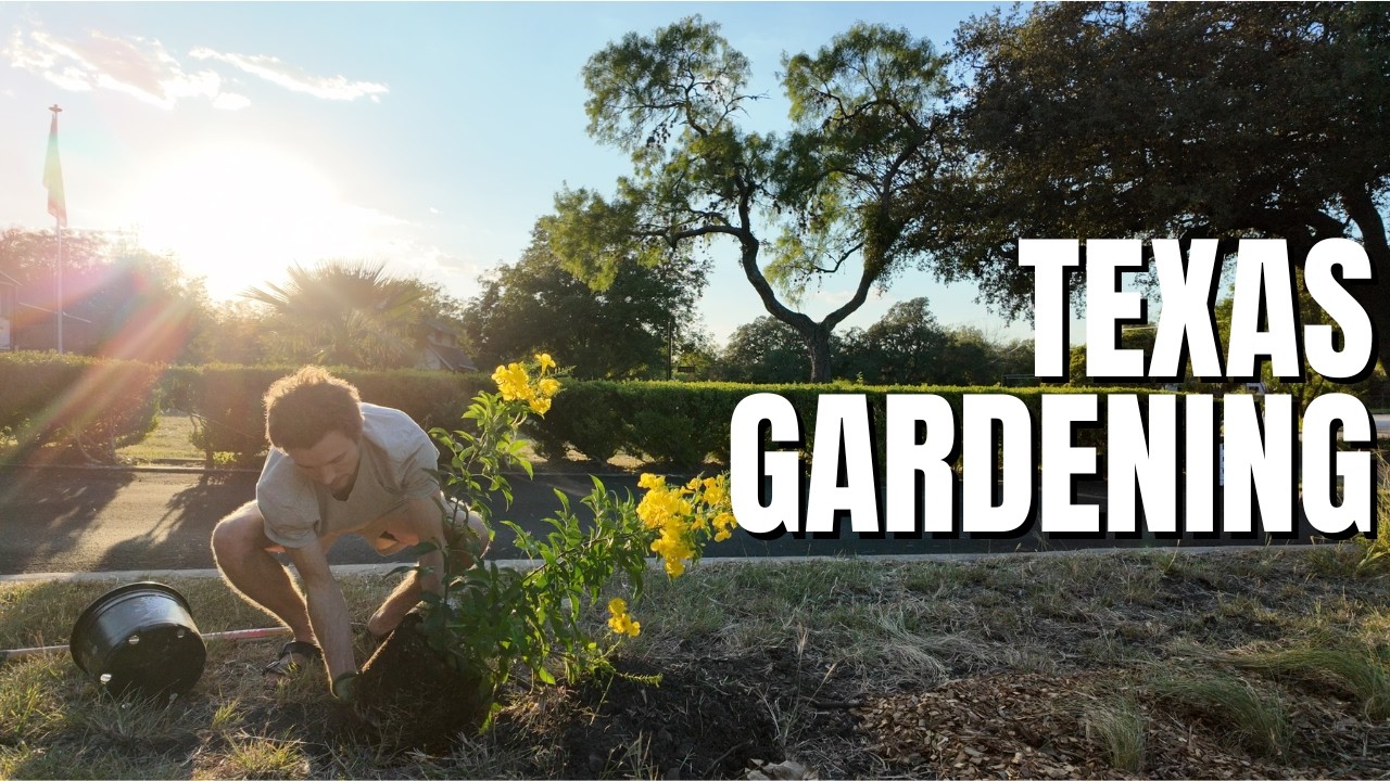 Я спросила трех владельцев питомников, что техасцы неправильно понимают в садоводстве.