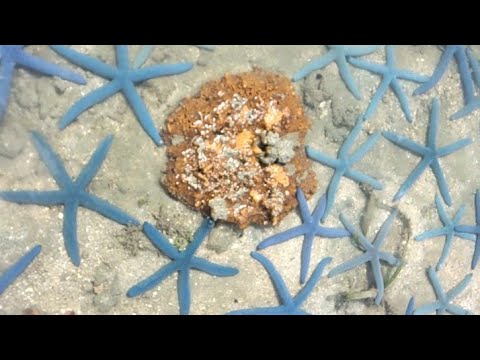 Video: Bintang Laut