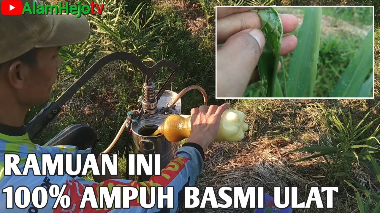Khusus Untuk Hama Ulat Jahe