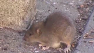 NYC hosts inaugural National Urban Rat Summit