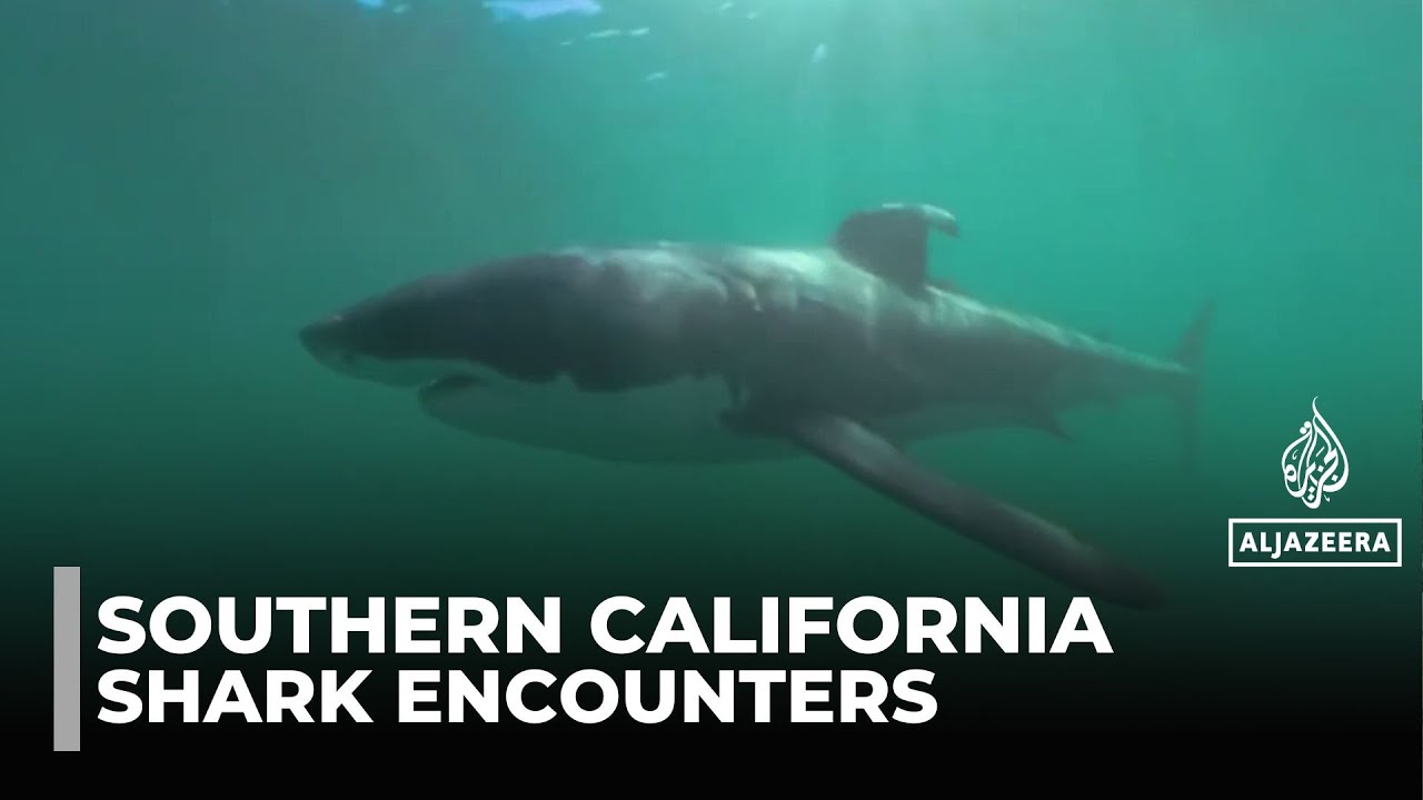 Swimming with sharks: Great whites and humans get closer than ever