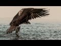 Western Osprey _ Balbuzard pêcheur_Vidéo©QuentinSpriet