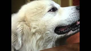 Great Pyrenees LGD: My thoughts on becoming an Indoor Dog