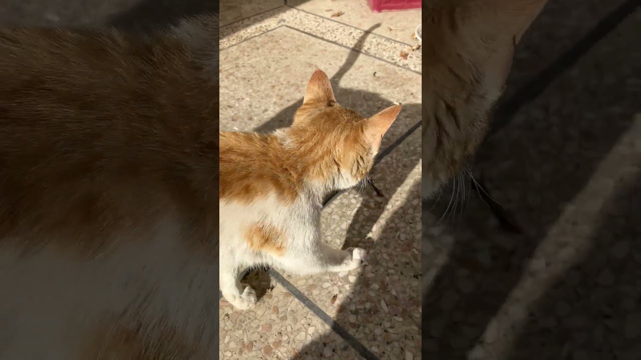 Archie is super hungry