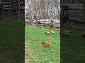 ducks and chickens on the farm toronto canada may 2026