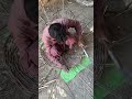 Watch This! Basket Making with Natural Materials #shorts #makingshorts #howitsmade #mustwatch