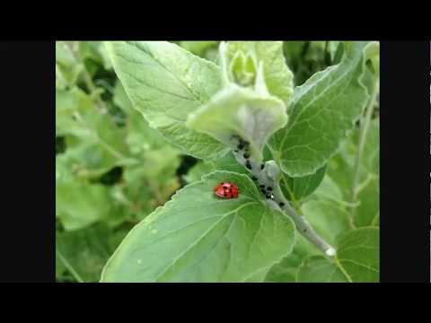 Aphids - How To Prevent and Control Aphid Populations
