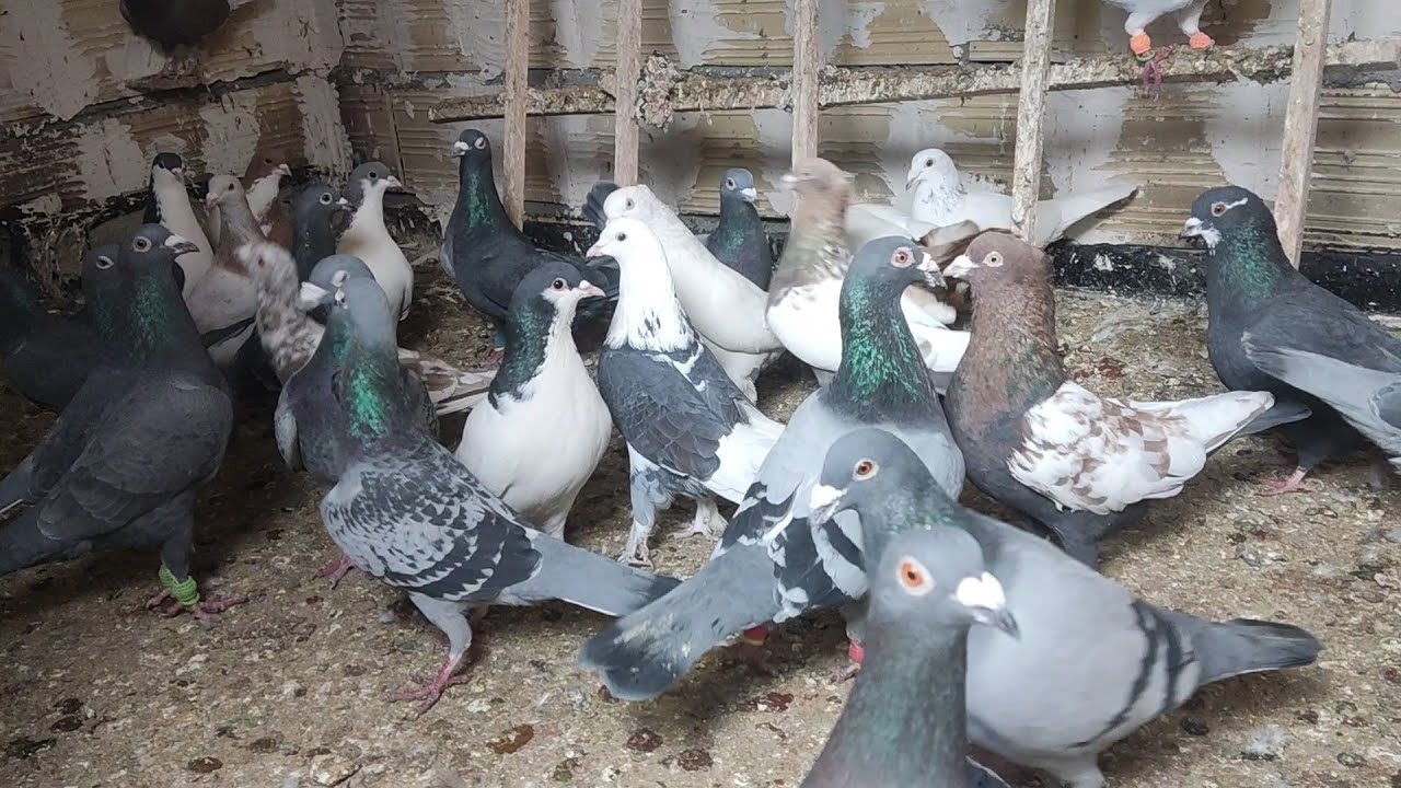 کبوتر بازی با کبوترهای آقا یوسف و نمایشی از کبوترهای جوجه کشی.