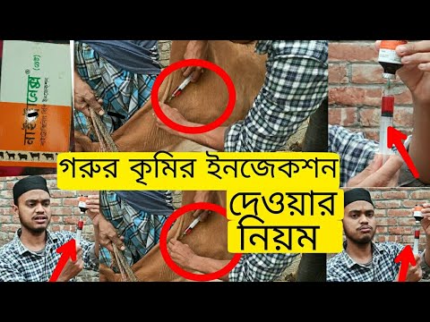 ভিডিও: গরুর মাংসের ক্রিম ক্রিমি সসে