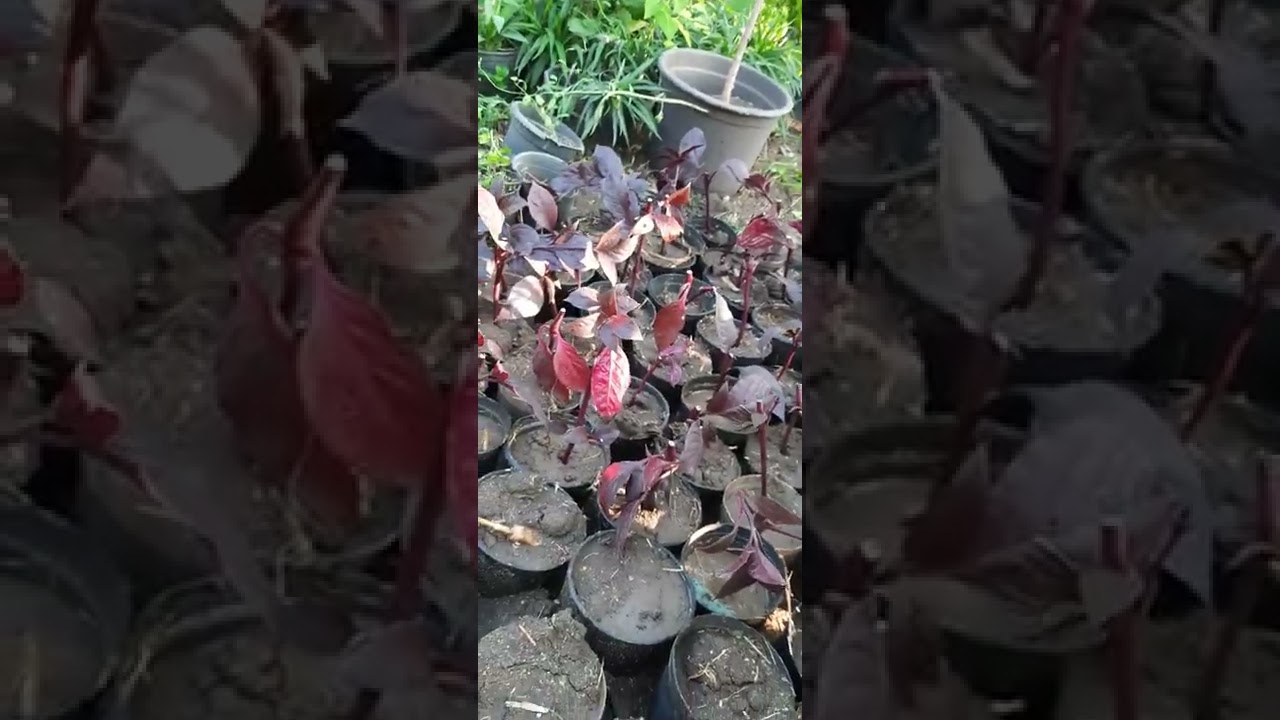 الالنتيرا الجامبو وطريقة زراعتها من العقل