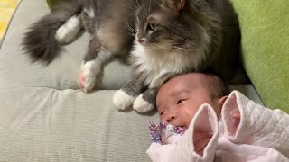 赤ちゃんに極上のモフモフを提供する猫　ノルウェージャンフォレストキャット　A cat relaxing right next to a baby