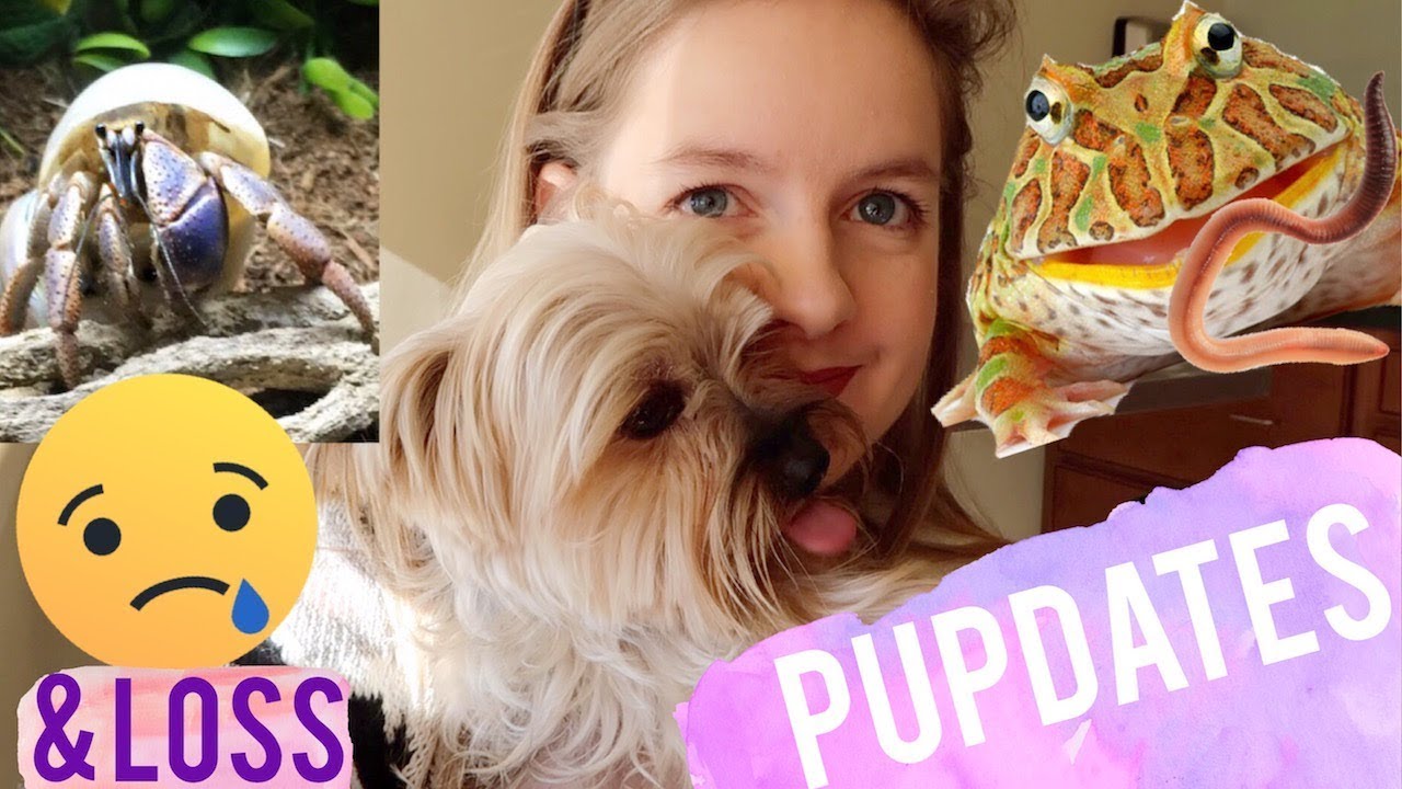 tyler rugge social blade Pet Updates: Hamster, Pacman Frog, Hermit Crabs & A Pet Loss