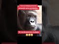 #tutorial #humor #memes #comedia #comentaycomparte #mono #monkey #fypシ #automobile #dúo