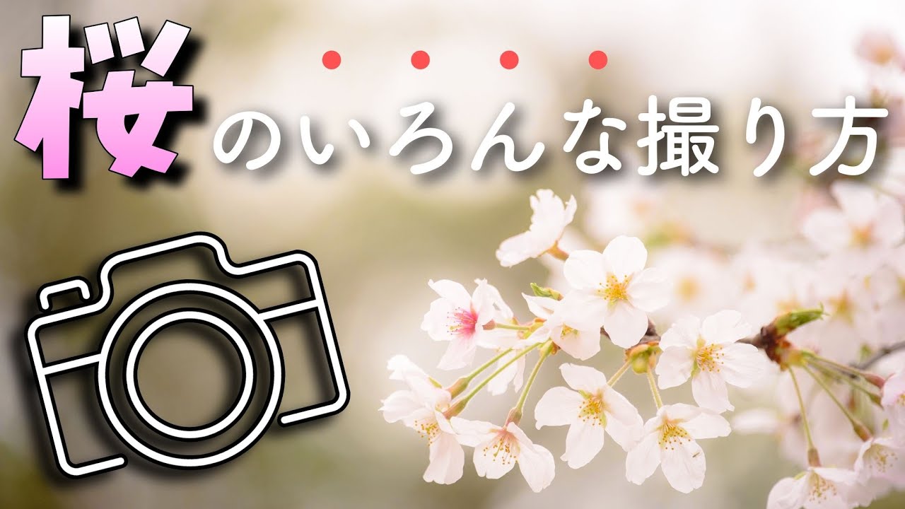 桜の撮り方【美しさを余すことなく】日本初の郊外公園で写真撮影！