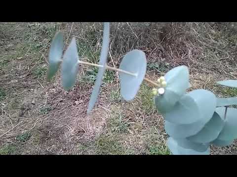 Video: Miale Ya Eucalyptus