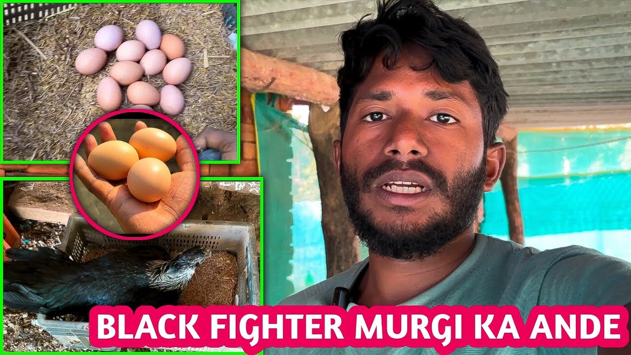 Tamilnadu Black Skin Nasal Ke Murgi Ko Kese Ande ke Upar Bethaya Aao Dekhte Hain 👍