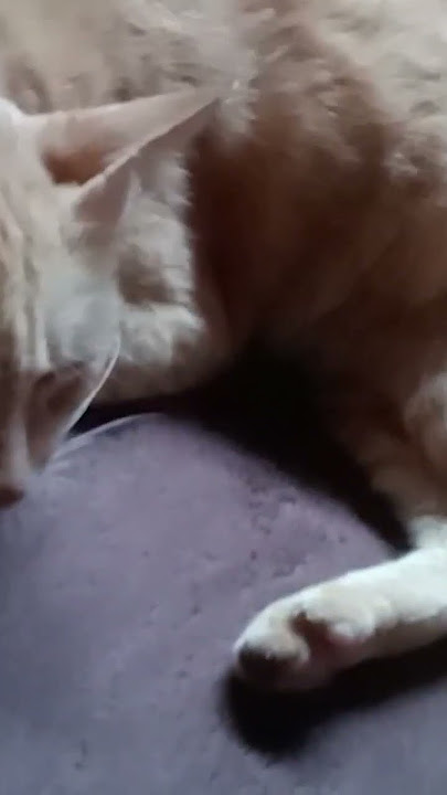 sprti mau muntah, tp nggak muntah². Ksian kucingnya, stiap mlm tidur kbngun, krna ini. Solusinya apa