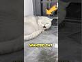 This aggressive cat just needed some care