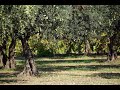 Eigen olijfolie en oOlijfboomgaard met 80 bomen voor luxe B&amp;B Italië