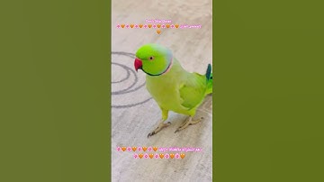 تلاوه خاشعه من الذكر الحكيم #foryou #اكسبلور #parrotparrot #birds #parrot #cutebird #طيور #funny