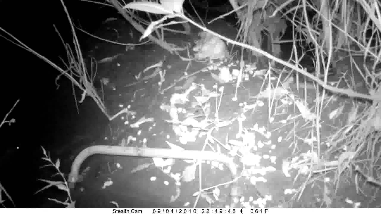 riverdale A large fish on my Prowler HD filmed on my local river