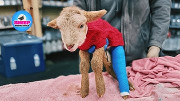 This Little Lamb Could Barely Stand… Until Love Taught Him How to Walk Again