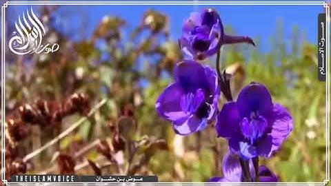 تلاوة هادئه ومريحه للقلب بصوت القارئ عوض بن حشوان