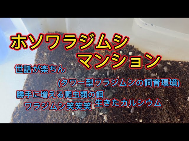 飼育環境】爬虫類の餌にぴったりホソワラジムシを繁殖させます！ - YouTube