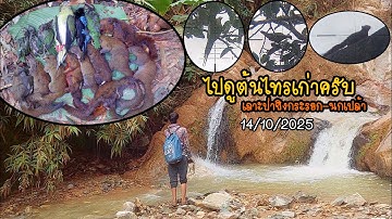 EP.195 กลับไปดูต้นไทรเก่ายิงกระรอก-นกเปล้า | rov mus zov tsob txiv faj khaum qub tua nas tua nquab
