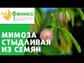 Мимоза стыдливая - проращивание семян