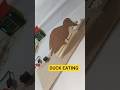 The Eating Duck: A Cardboard Animal Powered by Gearbox and DC Motor#gearmotor #diy #art #motor