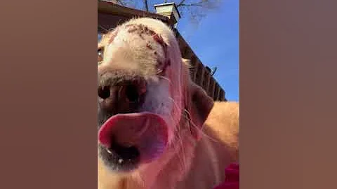Jessies Final Days Pt. 4/10| Pets Are Wagging Wond...