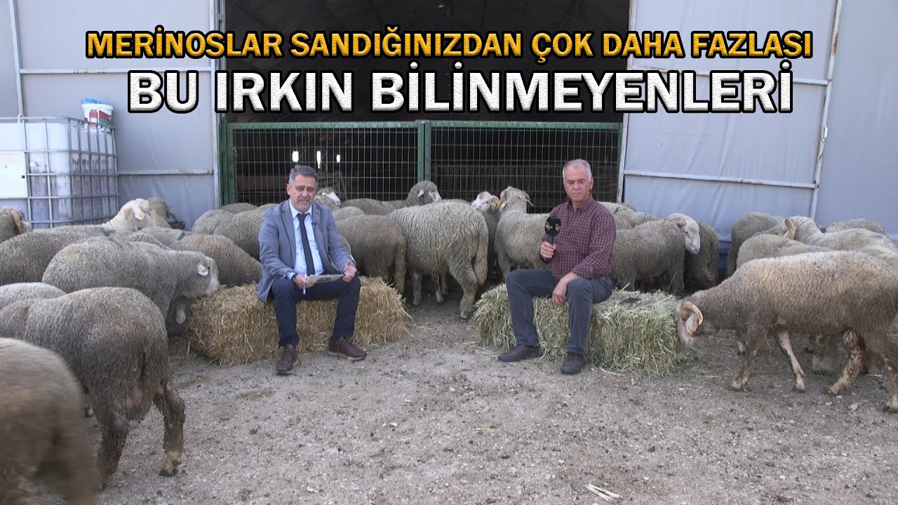 Merinoslar Sandığınızdan Çok Daha Fazlası!