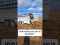 Moving cattle to winter pasture at Royer Farm Fresh Meats